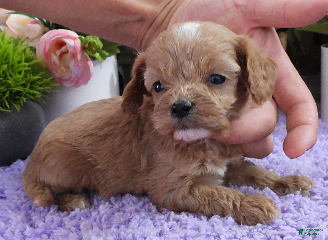 Cavapoo dogs for sale: #2 Female of Kate - Ad 2