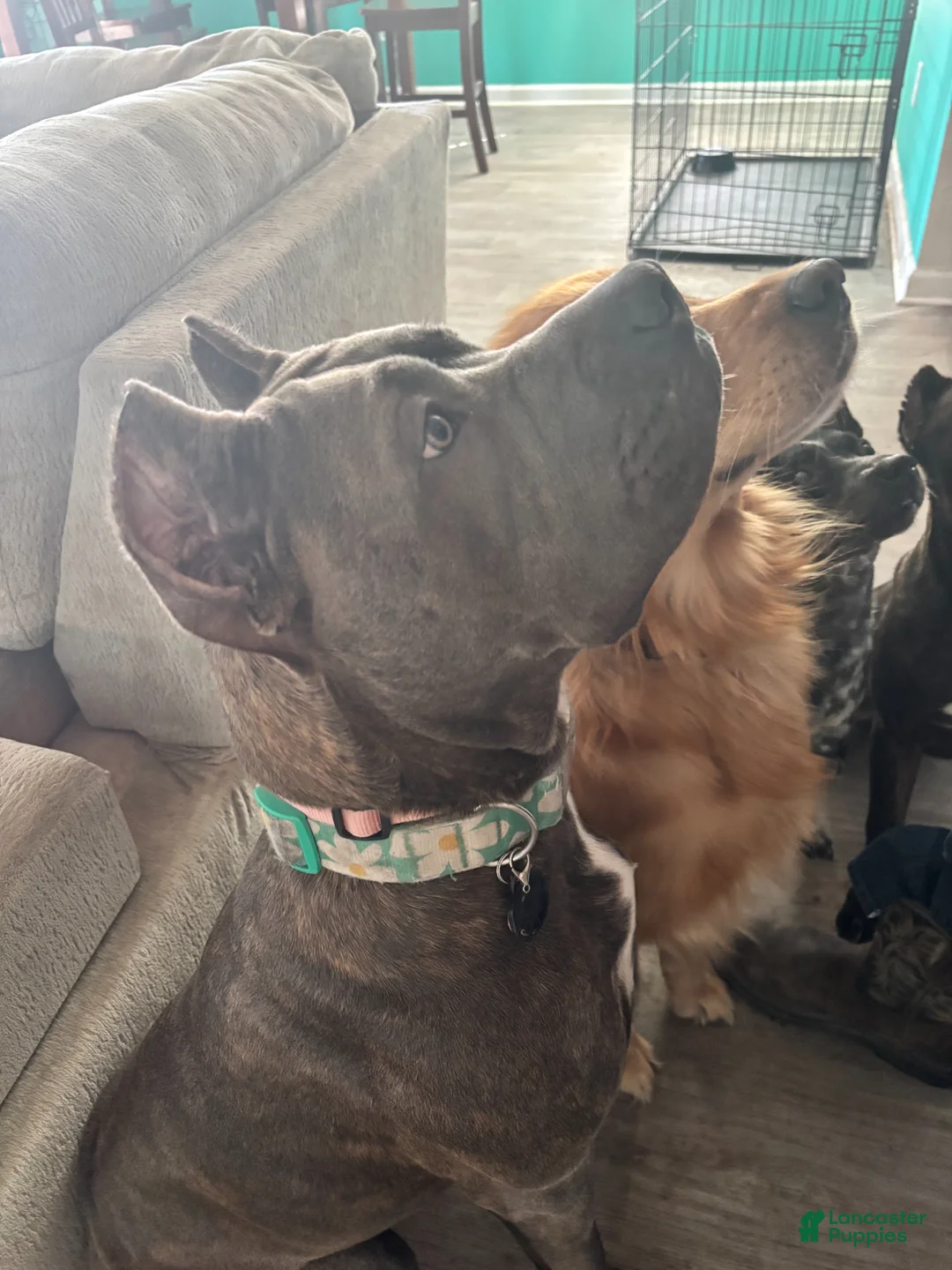 Cane Corso dogs for sale: Cane Corso Puppy 1-10 - Ad 2