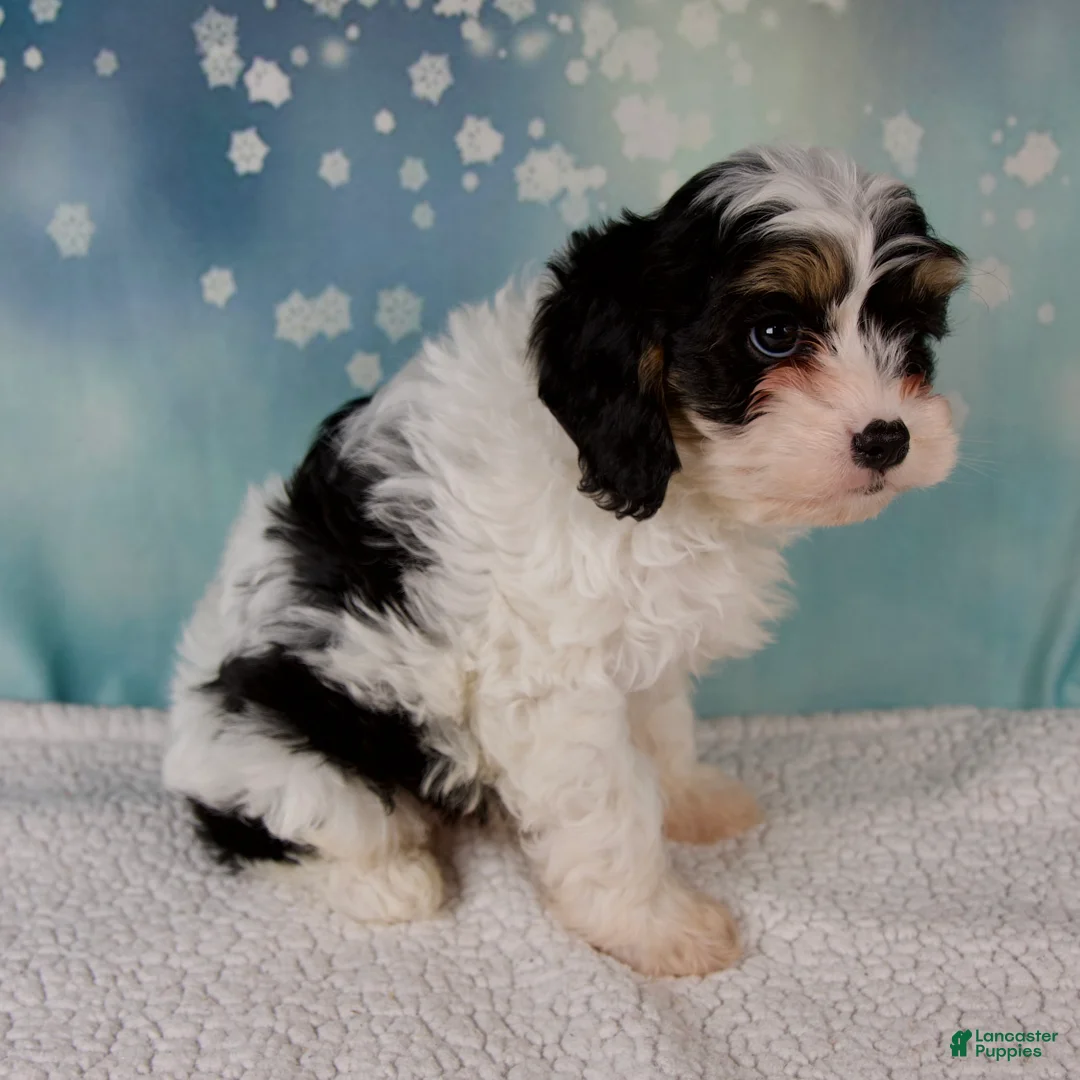 Cavapoo dogs for sale: Moose - Ad 3
