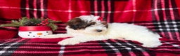 Yorkiepoo dogs for sale: Puddin - Ad 7