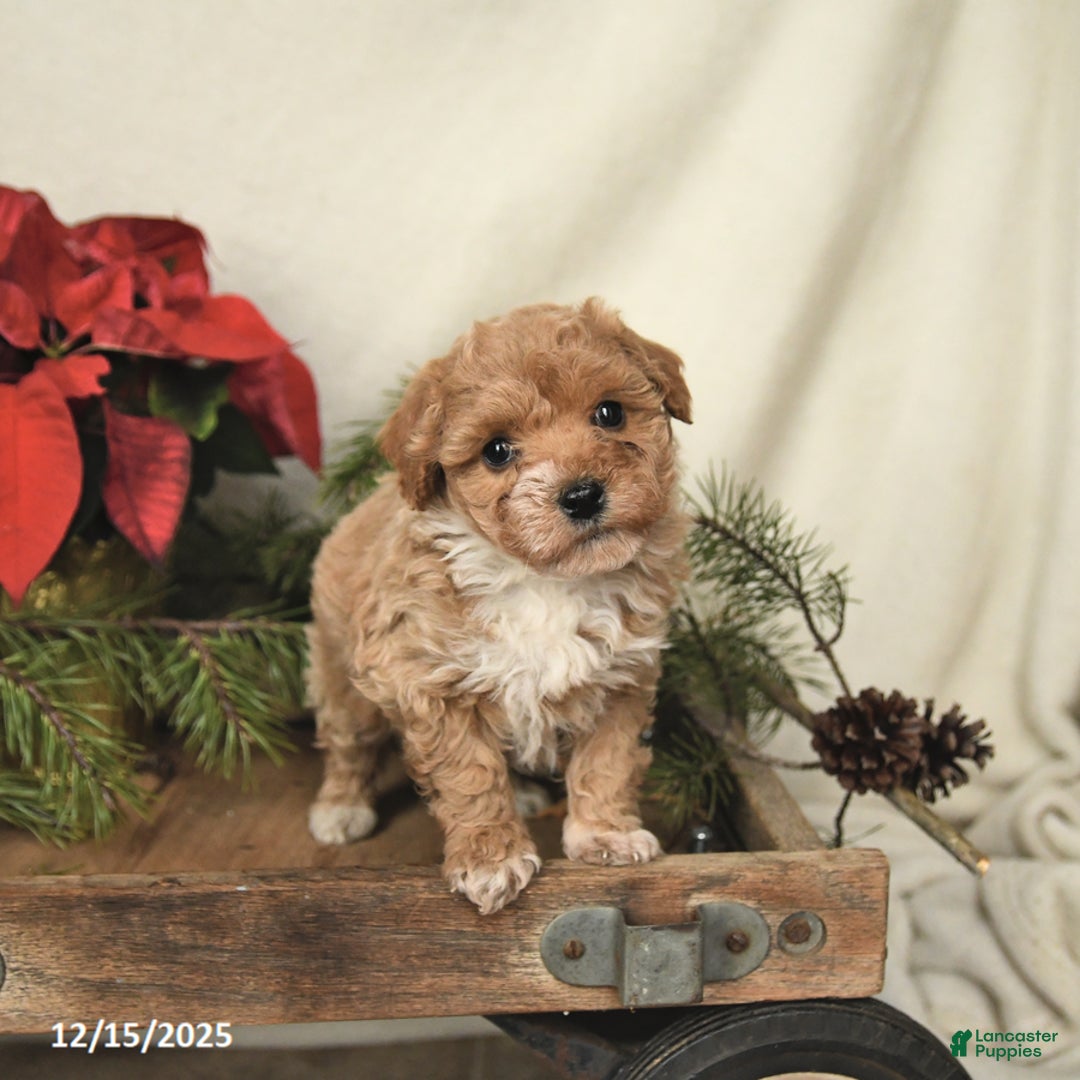 Sheltiedoodle dogs for sale: Rainbow - Ad 1