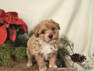 Sheltiedoodle dogs Rainbow - Ad 3