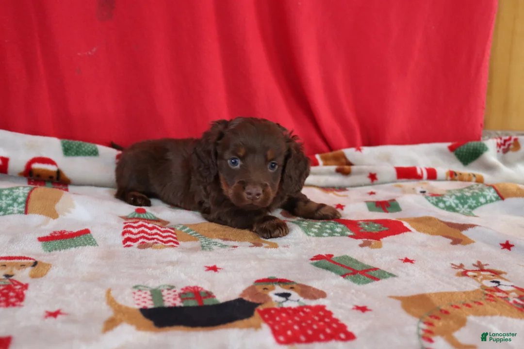 Miniature Dachshund dogs for sale: asher - Ad 5