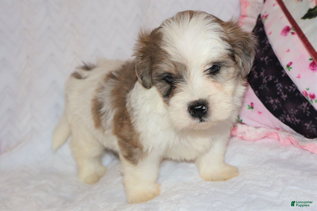 Shihpoo dogs for sale: Eric - Ad 5