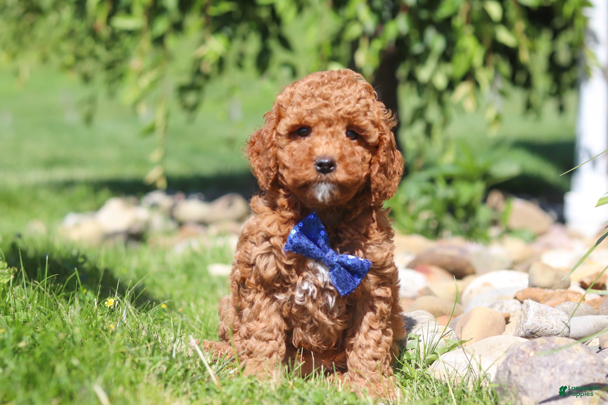 Mini Goldendoodle dogs Carter - Ad 1