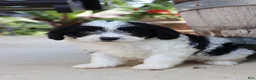 Cavapoo dogs for sale: Jambalaya - Ad 3