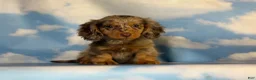 Miniature Dachshund dogs for sale: Akc Allie LH PRA clear - Ad 4