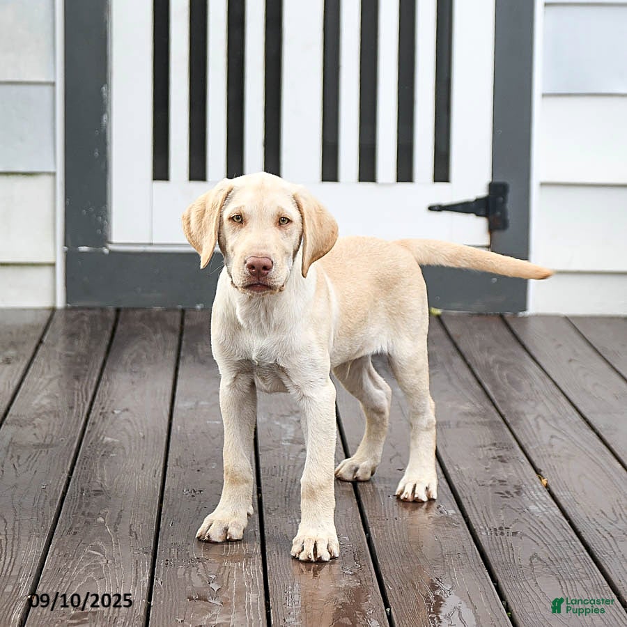 Labrador Retriever dogs Prince - Ad 41