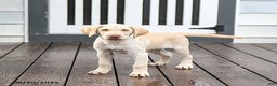 Labrador Retriever dogs for sale: Prince - Ad 1