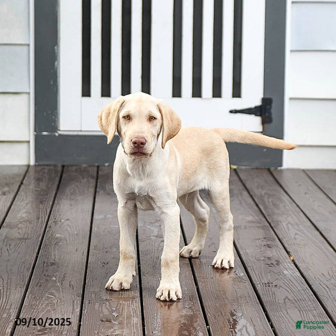 Labrador Retriever dogs for sale: Prince - Ad 1