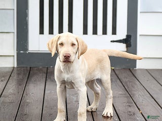 Labrador Retriever dogs Prince - Ad 41