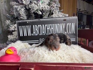 Miniature Dachshund dogs Dapple - Ad 36