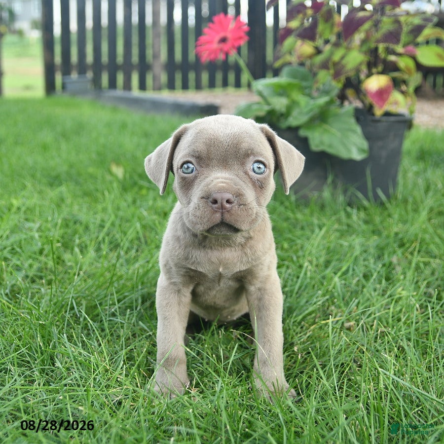 Cane Corso dogs Daisy  - Ad 2