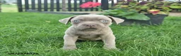 Cane Corso dogs for sale: Daisy  - Ad 2