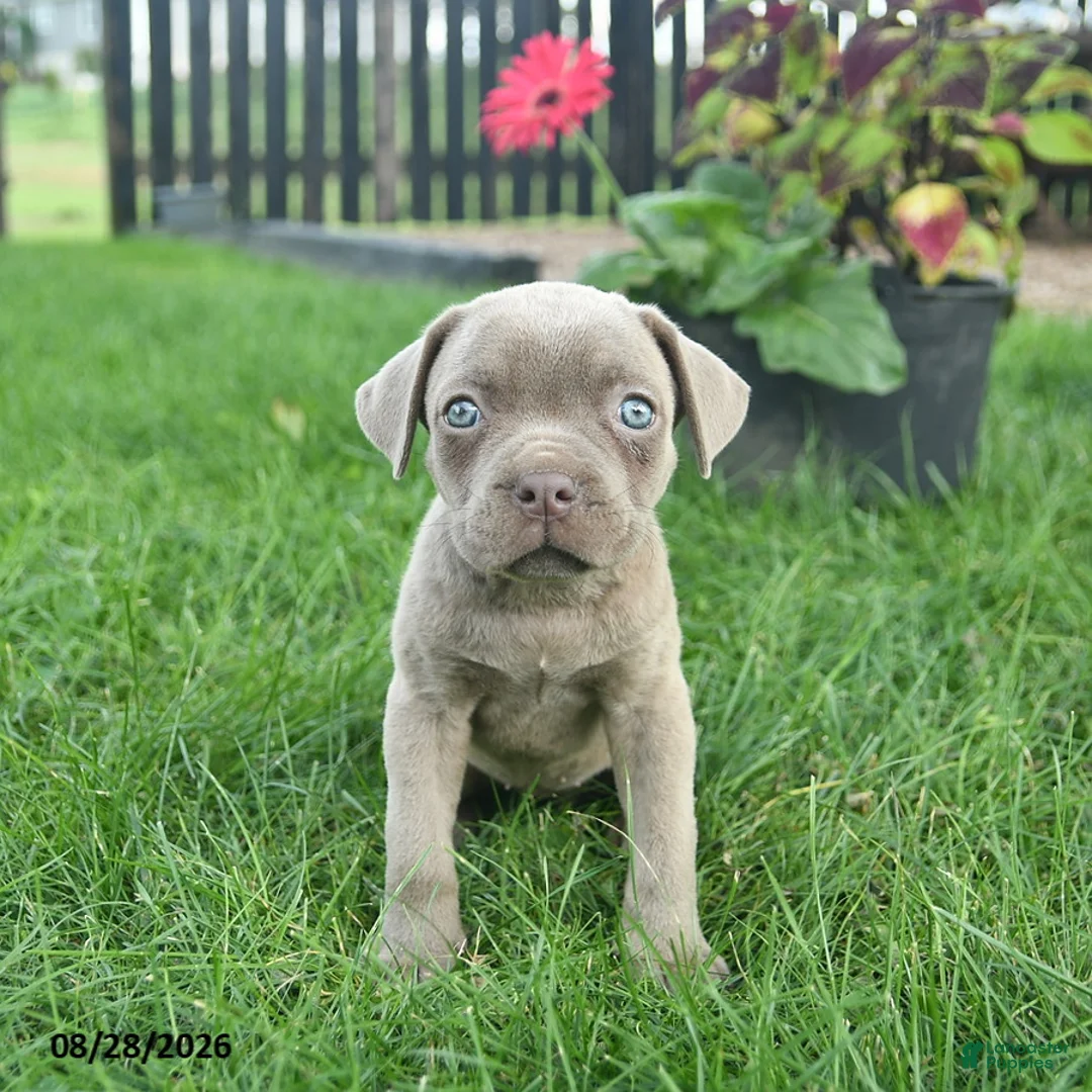 Cane Corso dogs for sale: Daisy  - Ad 2