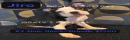 Boston Terrier dogs for sale: Jiro - Ad 2