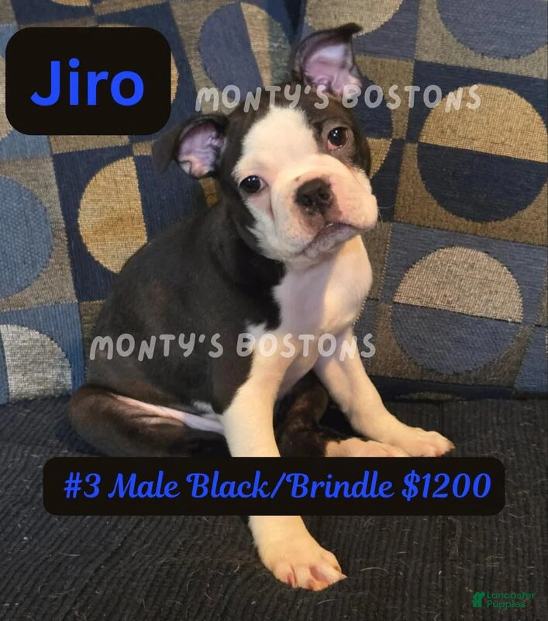 Boston Terrier dogs for sale: Jiro - Ad 2