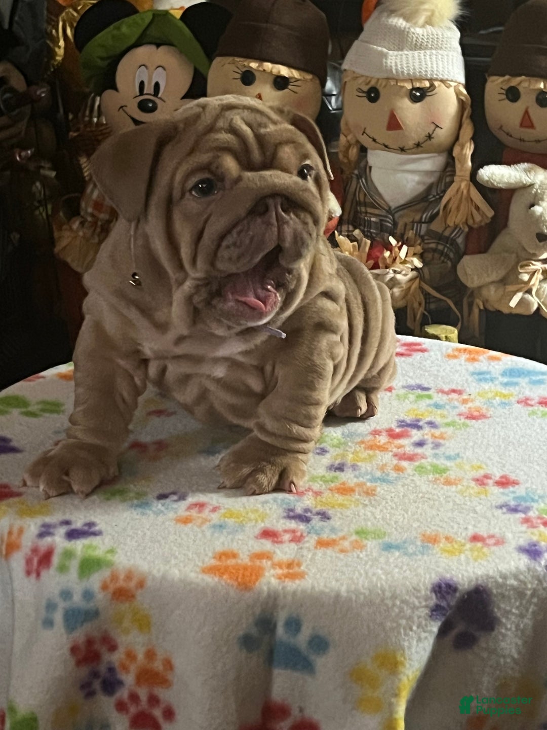 English Bulldog dogs for sale: Beatz  - Ad 2