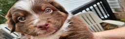 Miniature Australian Shepherd dogs for sale: Miniature Australian Shepherd 3 - Ad 7