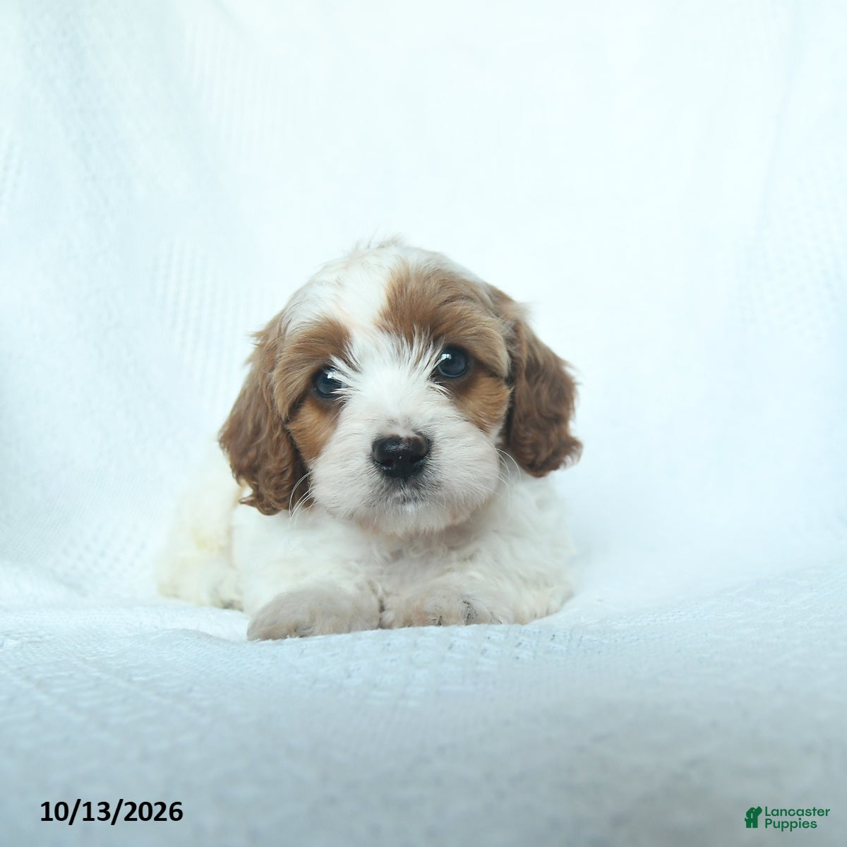Mixed Breed dogs Pumpkin - Ad 1