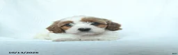 Mixed Breed dogs for sale: Pumpkin - Ad 1