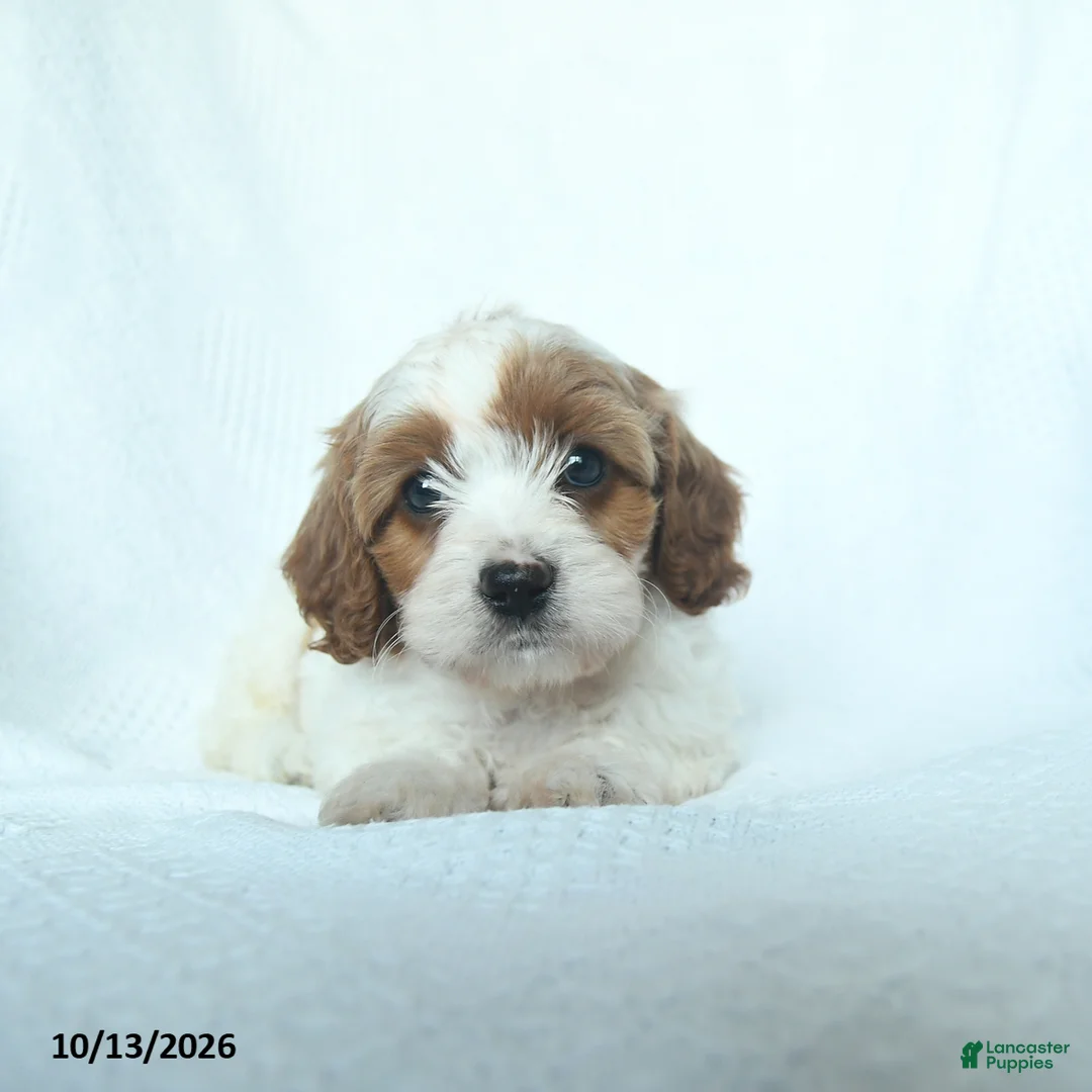 Mixed Breed dogs for sale: Pumpkin - Ad 1