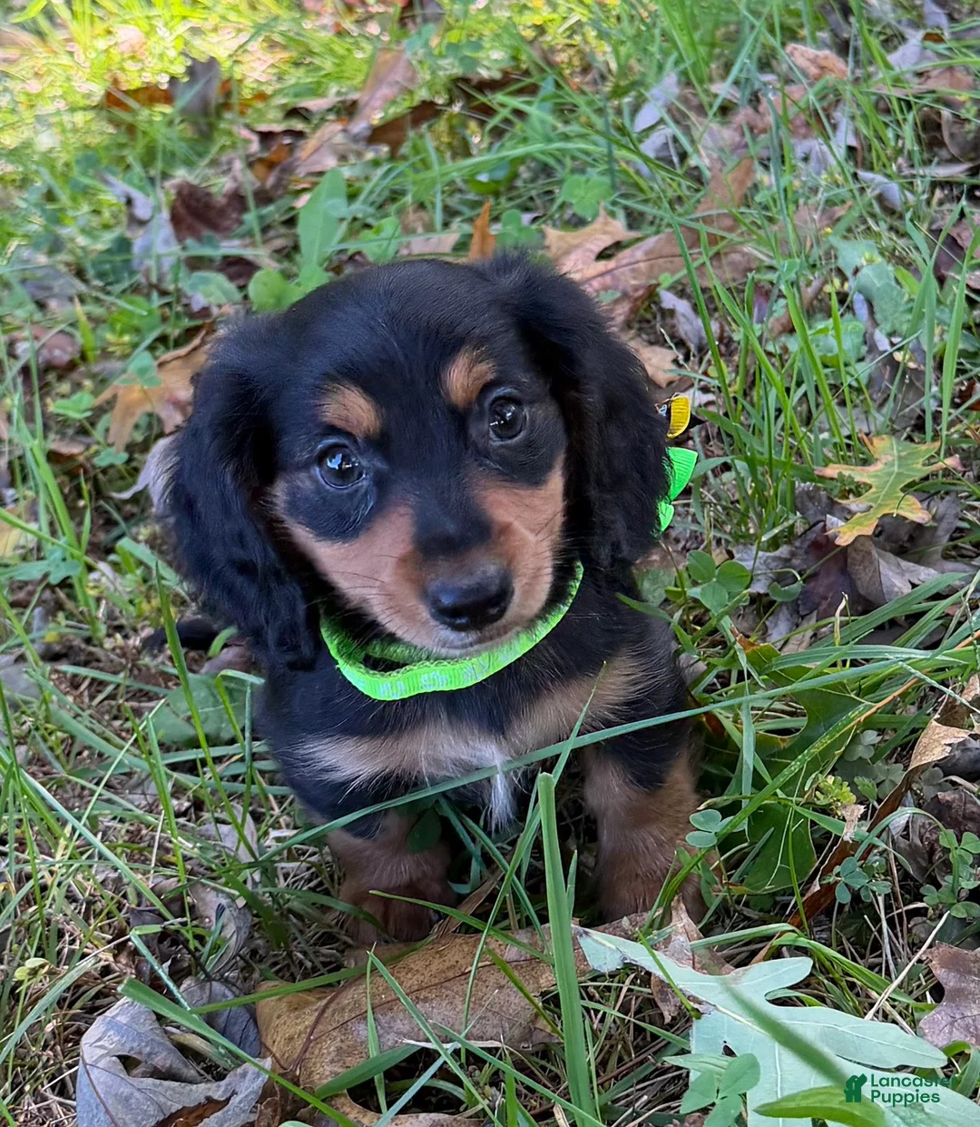 Miniature Dachshund dogs for sale: Oscar - Ad 1