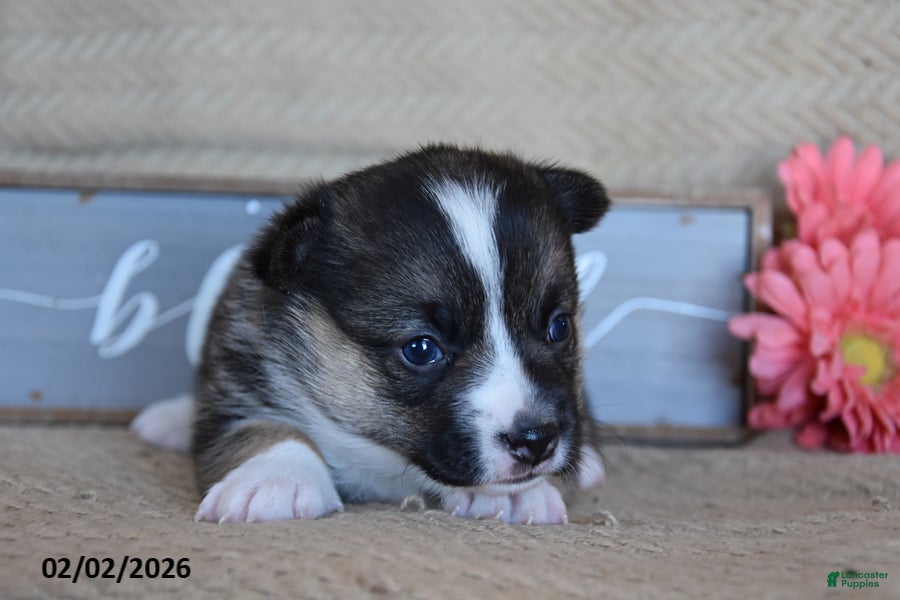 Welsh Corgi Pembroke dogs Roxanne - Ad 2