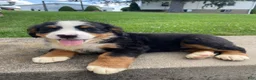 Bernese Mountain Dog dogs for sale: Dolly - Ad 4