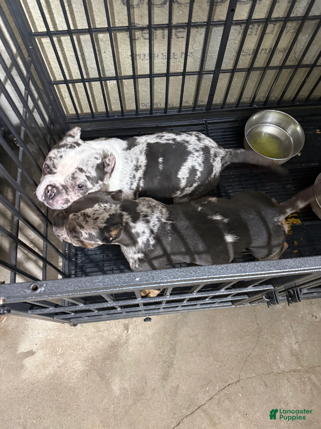 Mixed Breed dogs for sale: Mixed Breed Puppy 1 - Ad 3