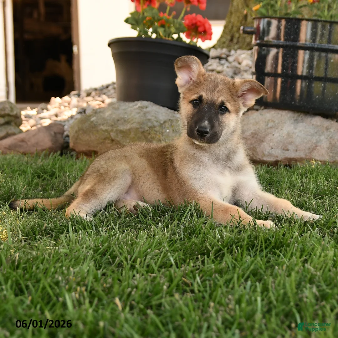 German Shepherd dogs for sale: Freeman - Ad 2