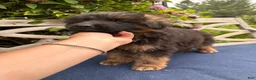 German Shepherd dogs for sale: Toby - Ad 6