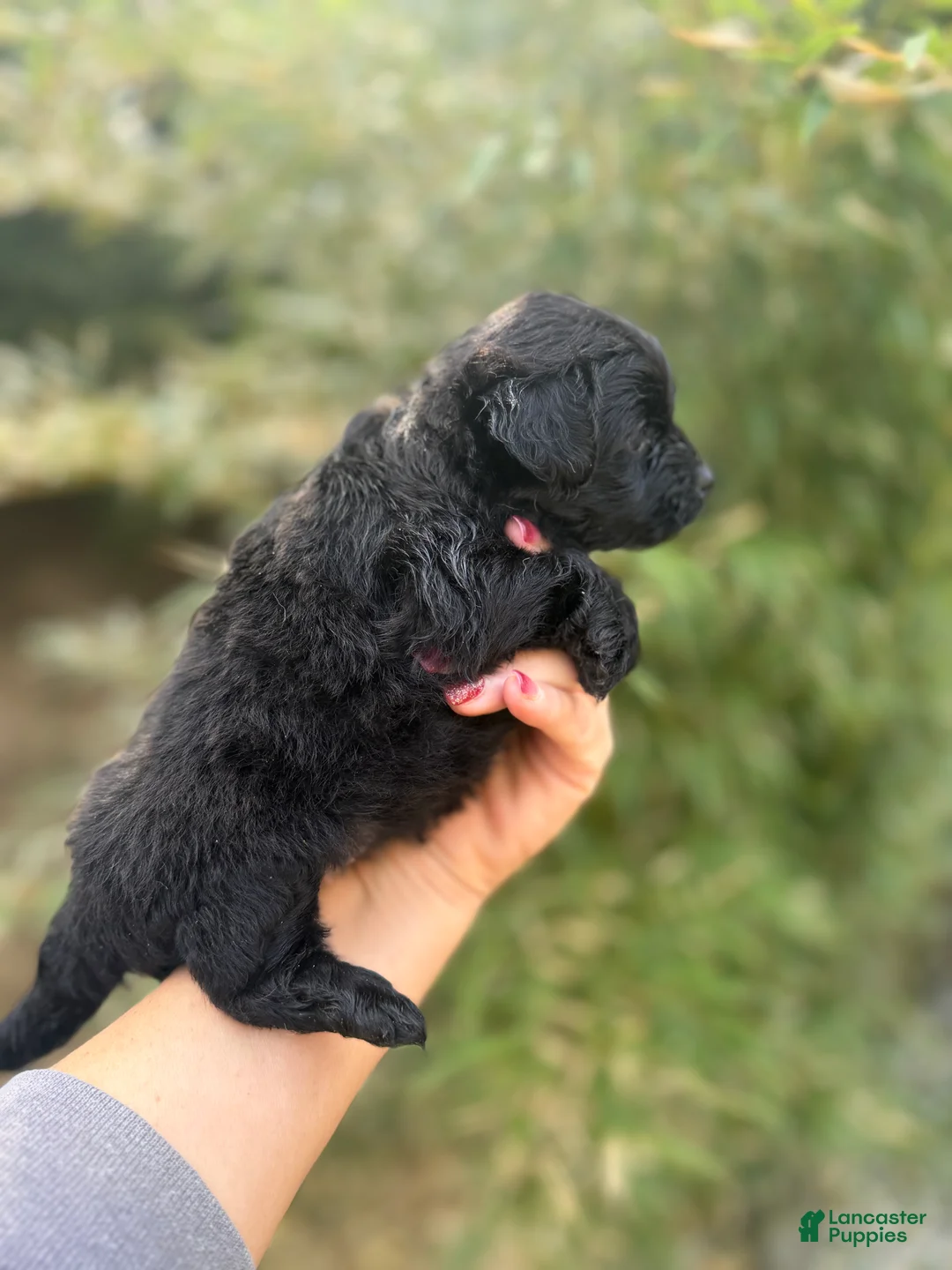 Pomapoo dogs for sale: Tyla - Ad 2