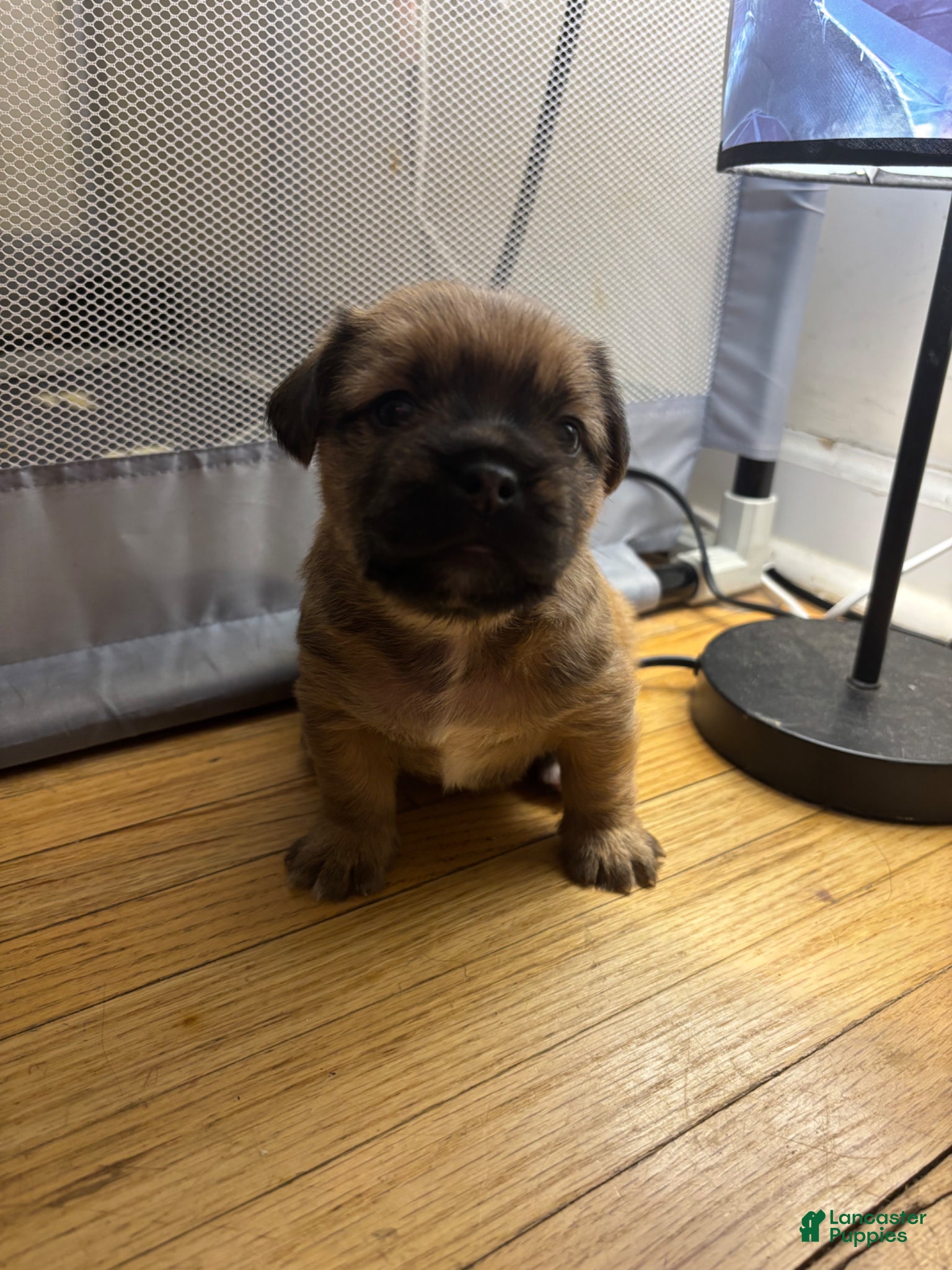Mixed Breed dogs Rocky - Ad 31