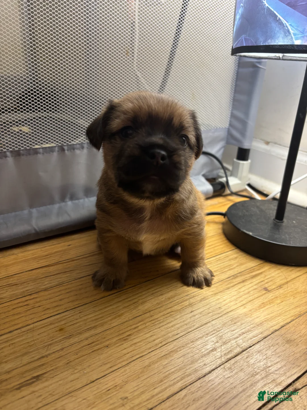 Mixed Breed dogs for sale: Rocky - Ad 1