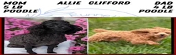 Toy Poodle dogs for sale: Carter - Ad 10