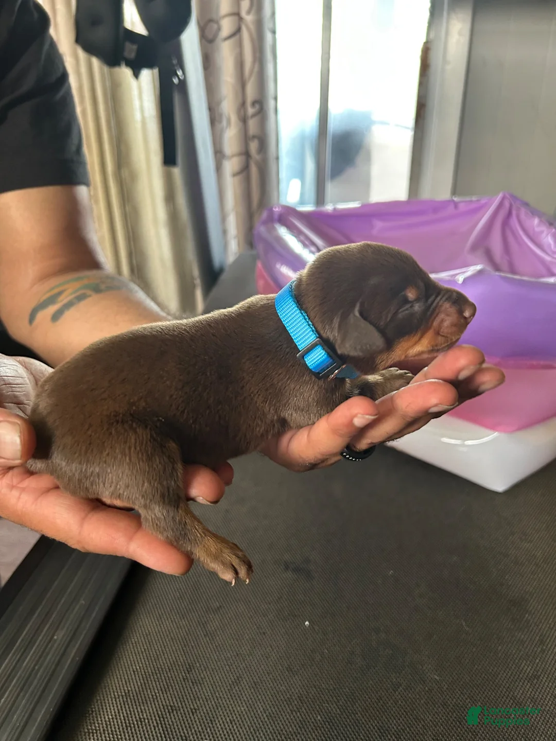 Doberman Pinscher dogs for sale: Blue Collar  - Ad 2