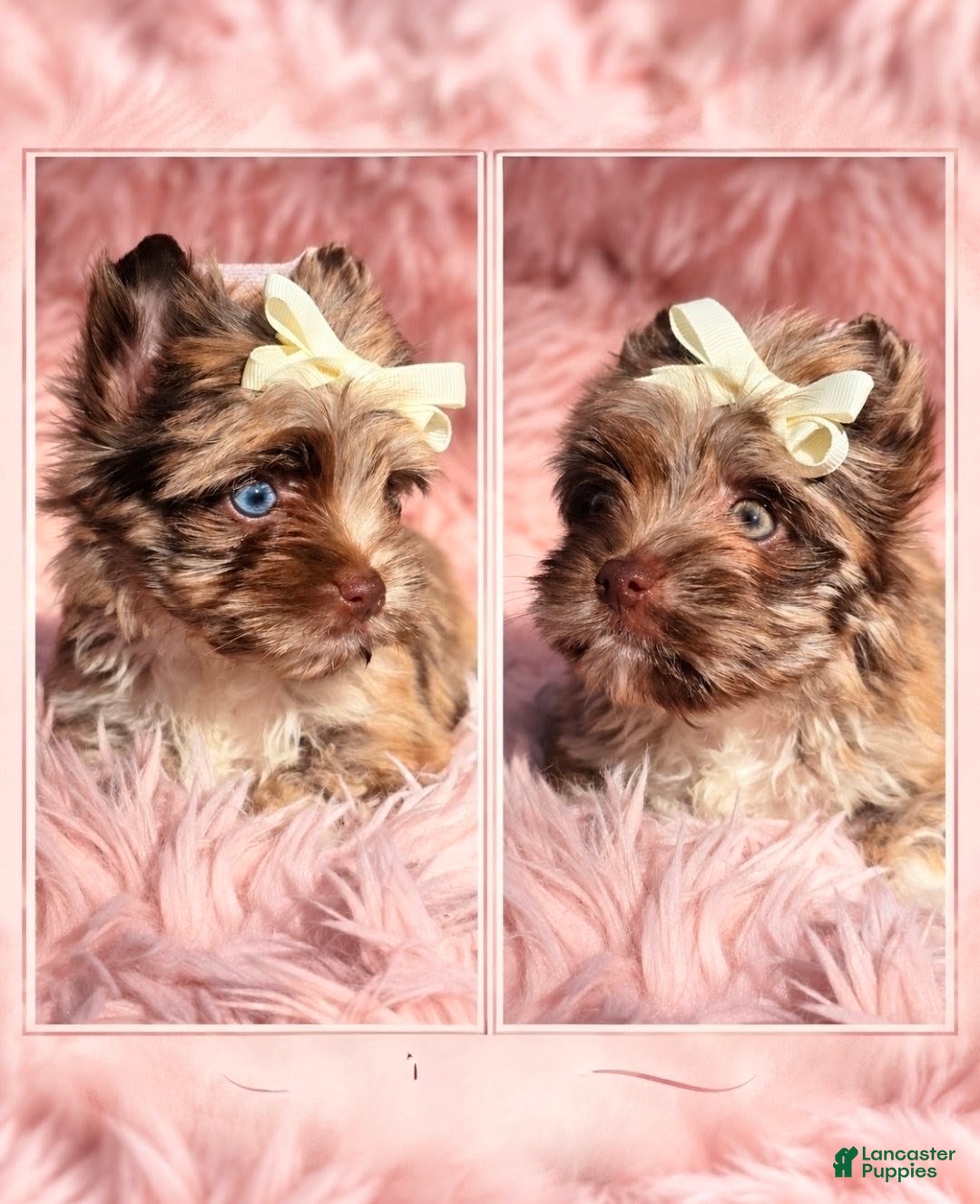 Yorkshire Terrier dogs Princesa Leda of Biewerlux  - Ad 34