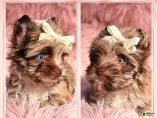 Yorkshire Terrier dogs Princesa Leda of Biewerlux - Ad 34