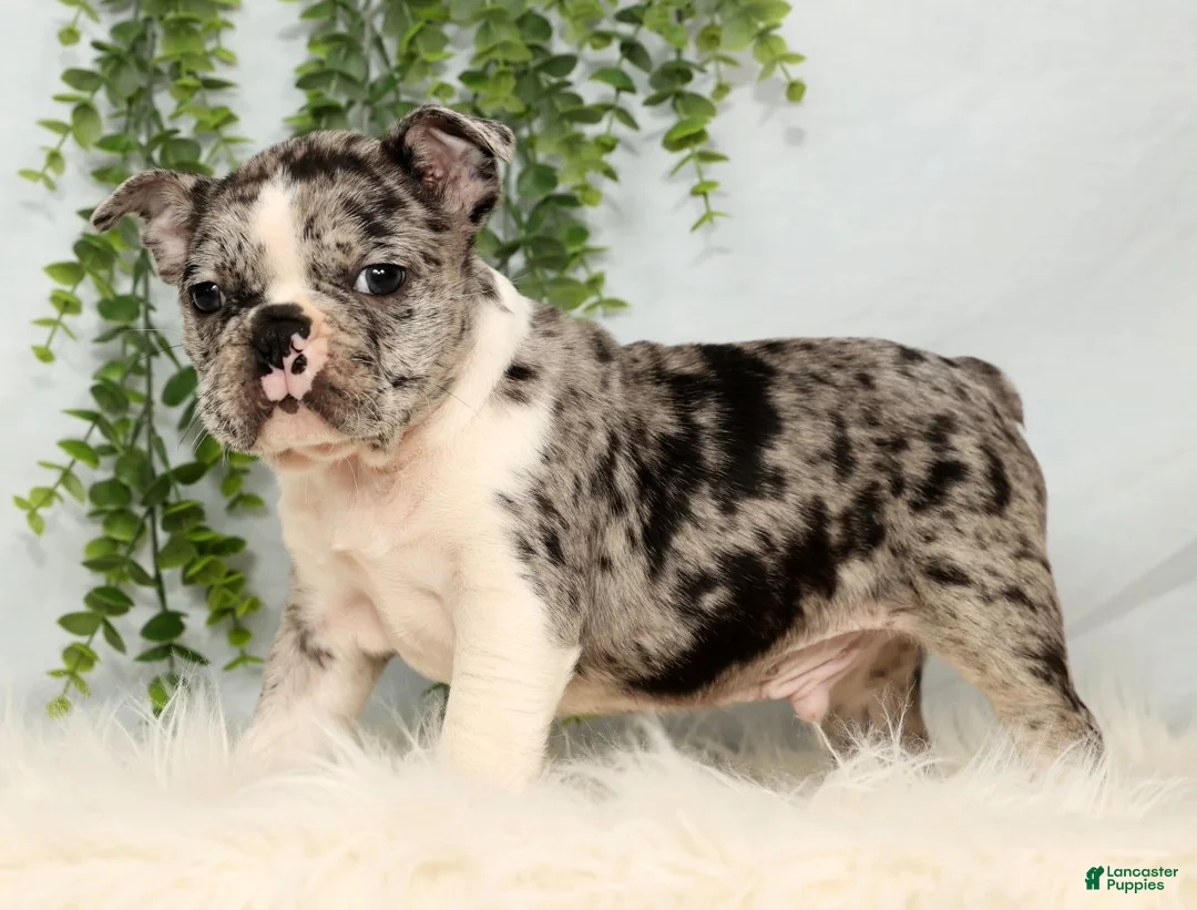 Frenchton dogs for sale: Tayo - Ad 1