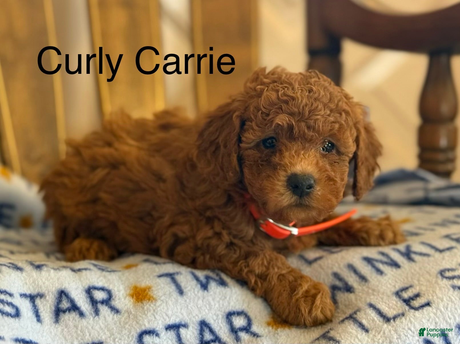 Cavapoo dogs Curly Carrie - Ad 41