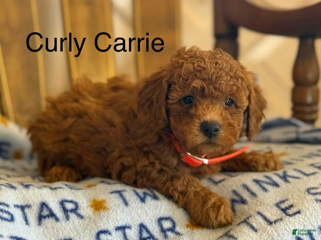 Cavapoo dogs for sale: Curly Carrie - Ad 1