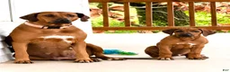 Rhodesian Ridgeback dogs for sale: Rhodesian Ridgeback -Whopper - Ad 4