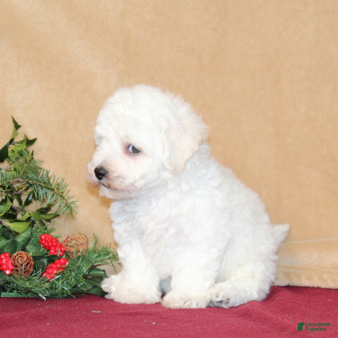 Bichon Frise dogs for sale: Donny - Ad 3