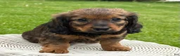 Miniature Dachshund dogs for sale: Mila - Ad 7