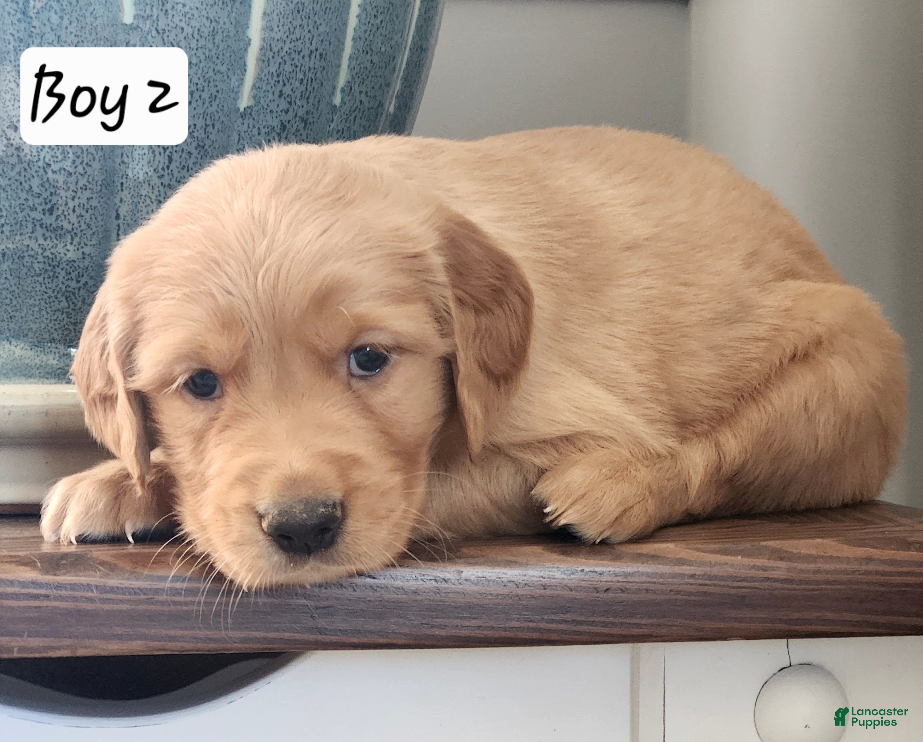 Golden Retriever dogs Piper - Ad 2