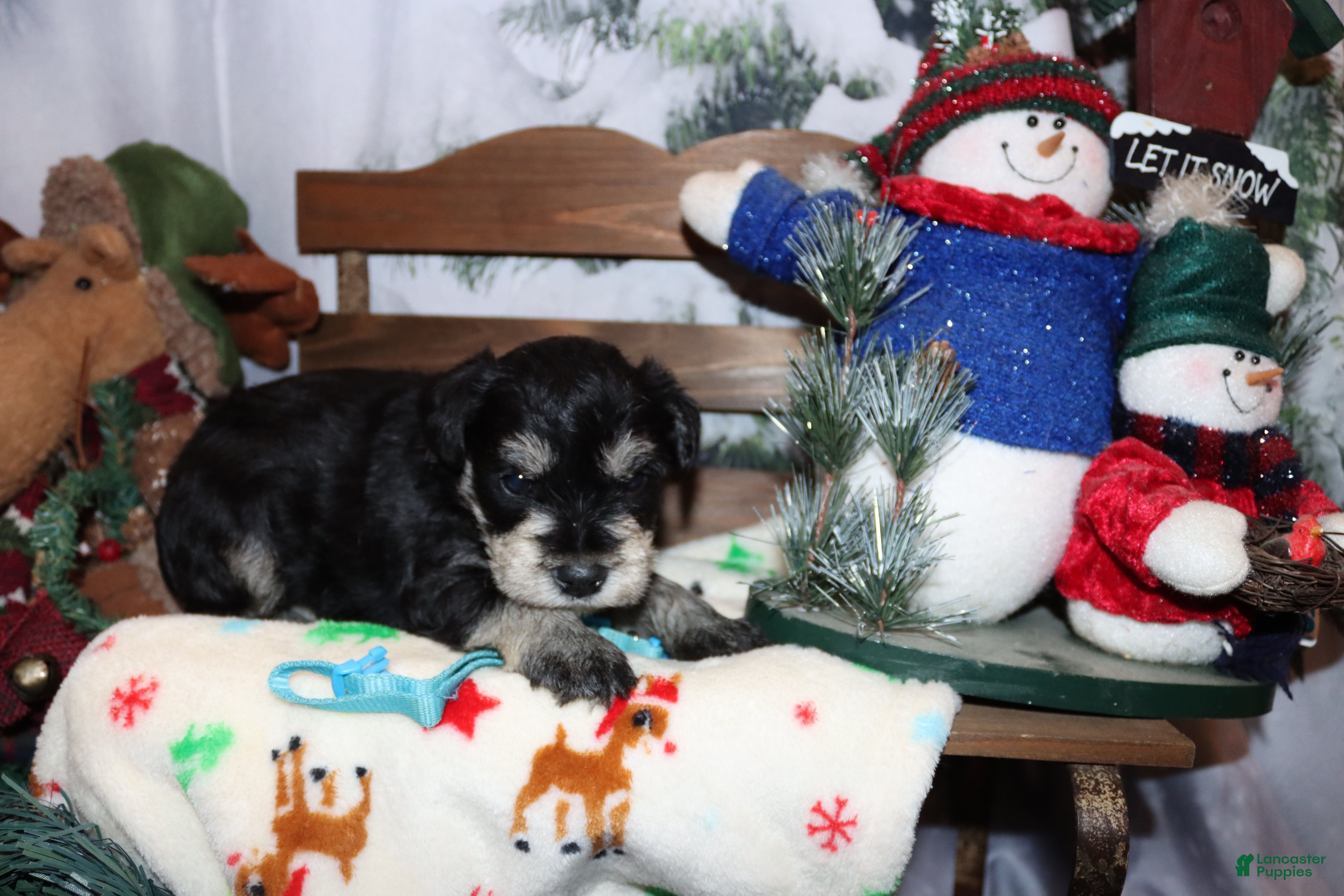 Miniature Schnauzer dogs sawyer - Ad 33