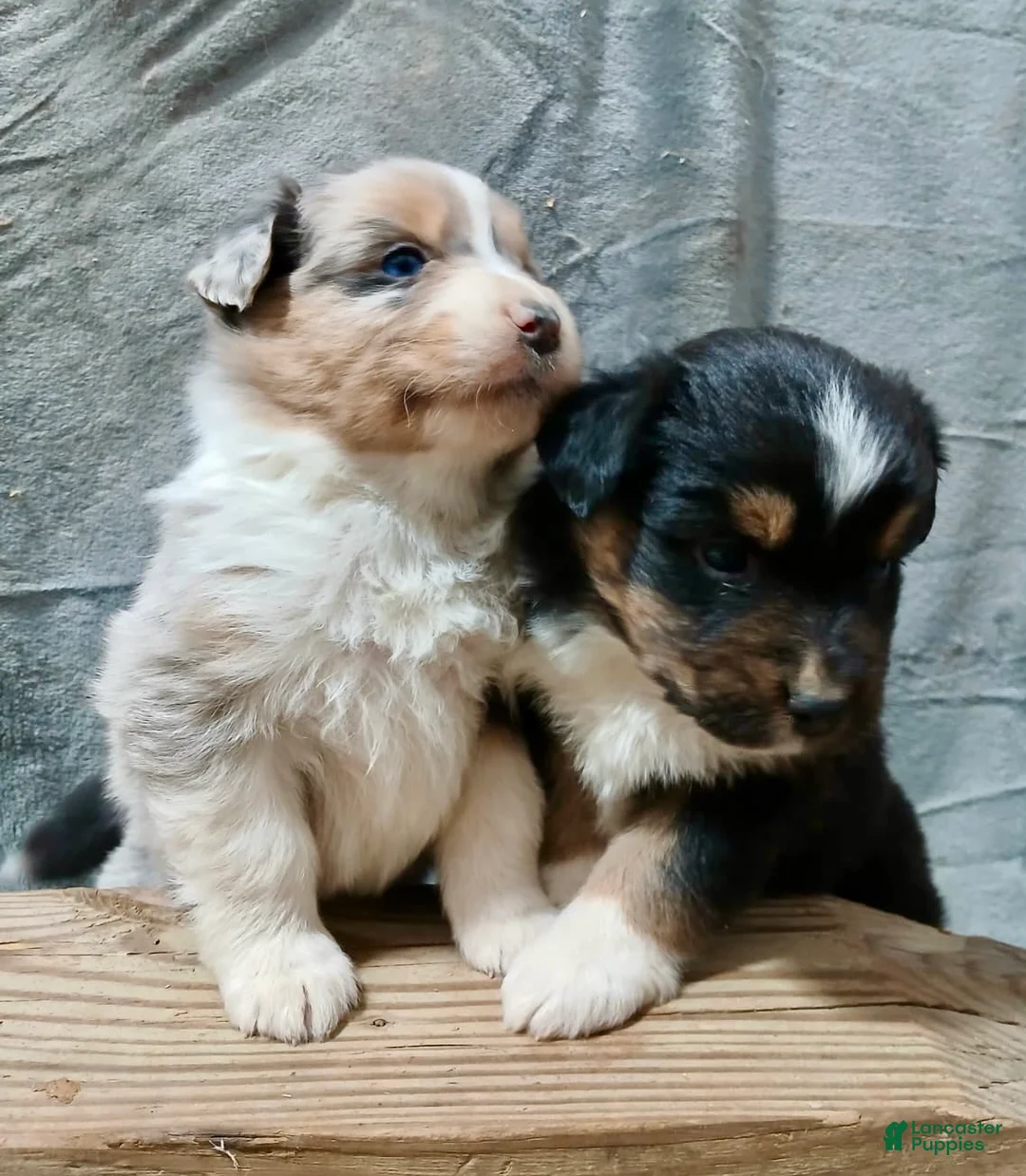 Australian Shepherd dogs for sale: Maximus - Ad 6