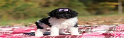Miniature Poodle dogs for sale: Josie (AKC) - Ad 5