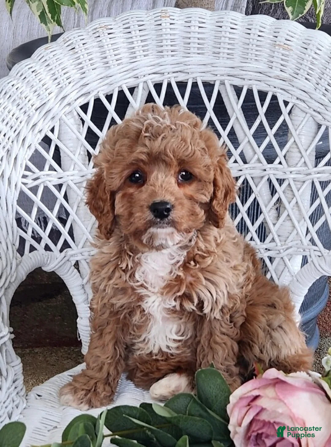 Cavapoo dogs for sale: Glenda - Ad 1